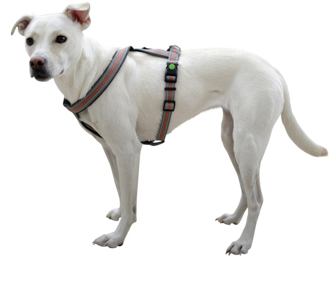 Reflekterende hundesele "Norwegian"