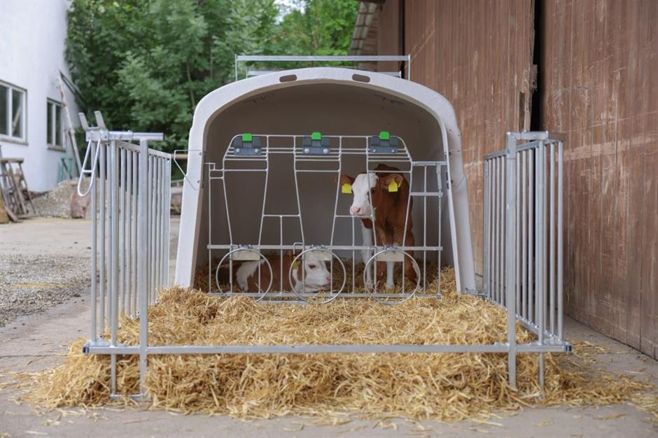 CalfHouse Premium Duo