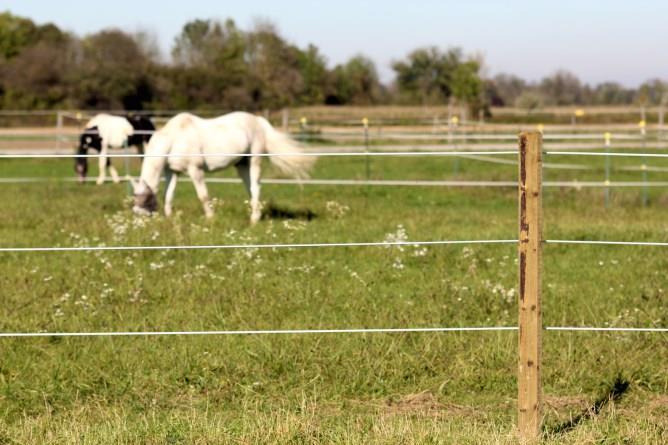 Horse Wire Premium 250m