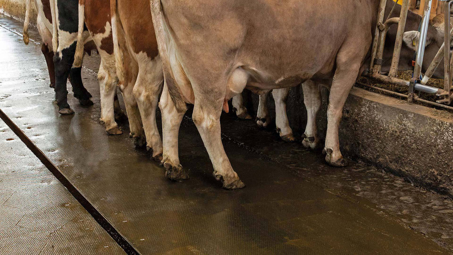 Kraiburg profiKURA Form – Skräddarsydd korundmatta 24 mm med installationsplan för mjölkstall och gångytor