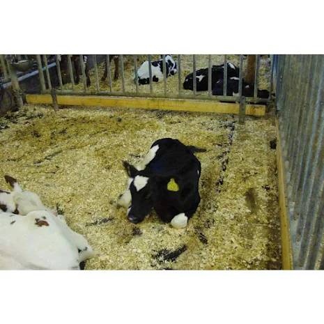 Kraiburg SIESTA Puzzle – Pusselmatta för kalvningsbox och selekterade områden (115 × 170 cm)