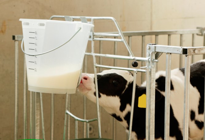 Calfable läpinäkyvä 8L