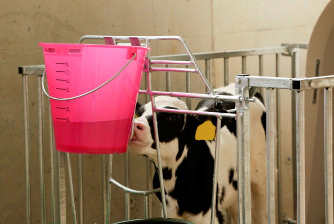 Calfable läpinäkyvä 8L