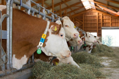 Halsbandnummer Duo 6-p