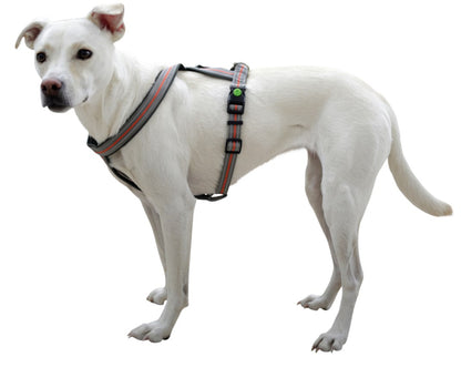 Reflekterande hundsele "Xenos"