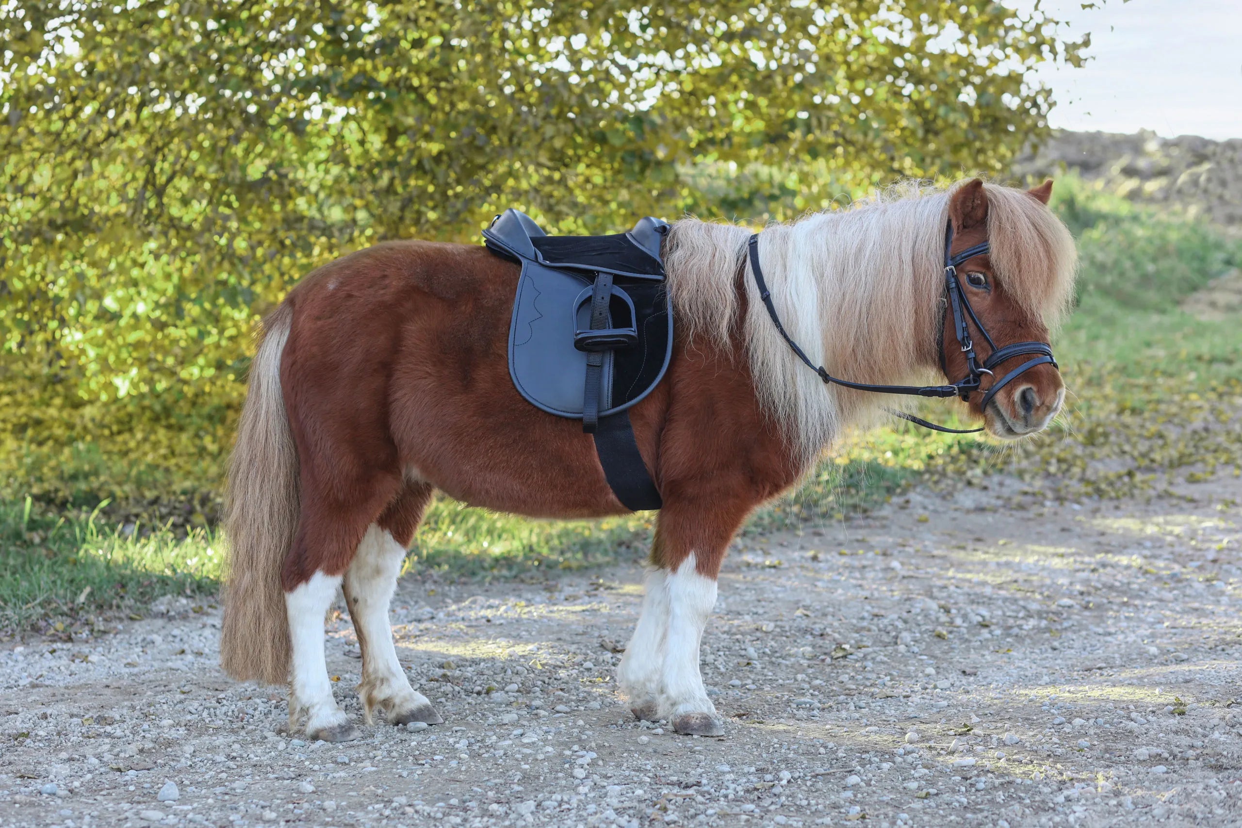 Sadelset Economy Pony – komplett sadelpaket för ponny