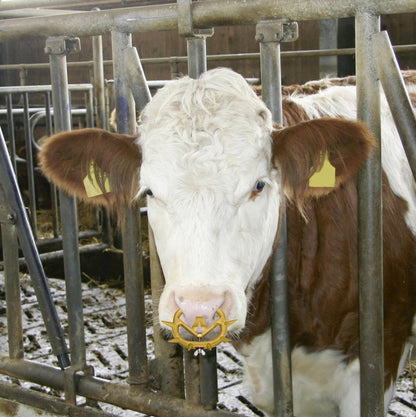 Antisjälvmjölkare Müller 2010 – Nosskydd med extra tippskydd för kalv, ungdjur och nötkreatur.