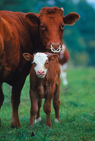 Antisjälvmjölkare ungdjur