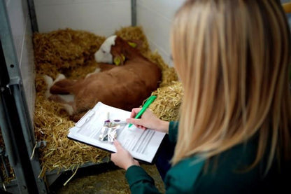 Bikarbonat Bolus Bufferlyt 15x 13 g