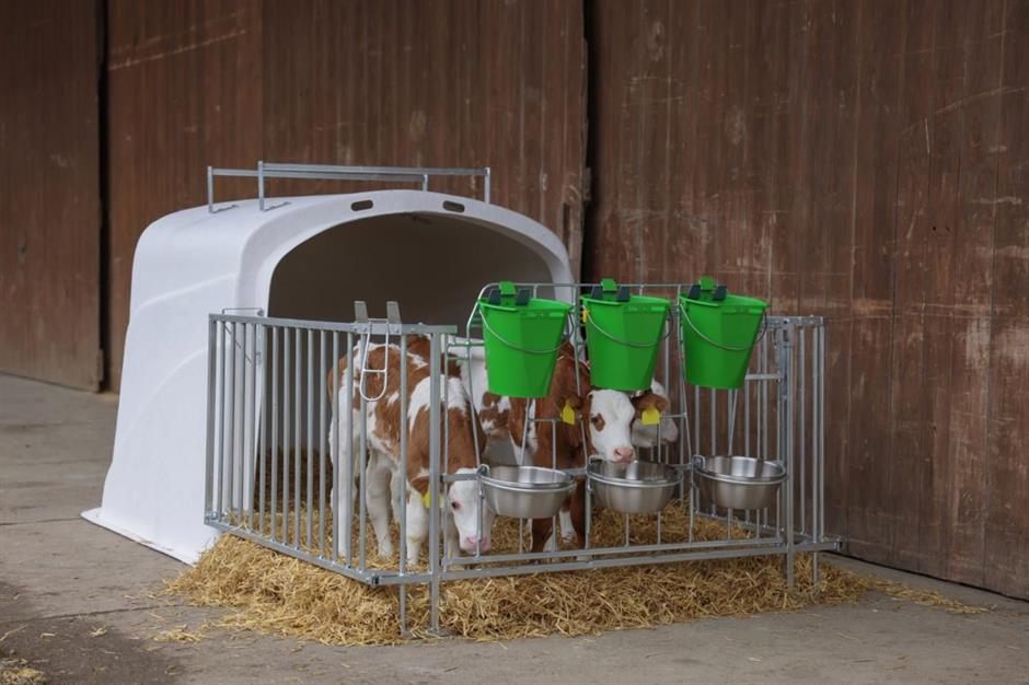 CalfHouse Premium Duo