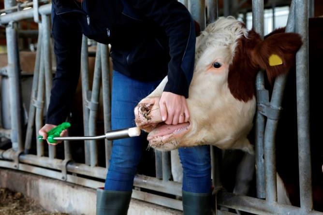 Kalciumbolus för mjölkkor för att minska risken för klinisk och subklinisk mjölkfeber.