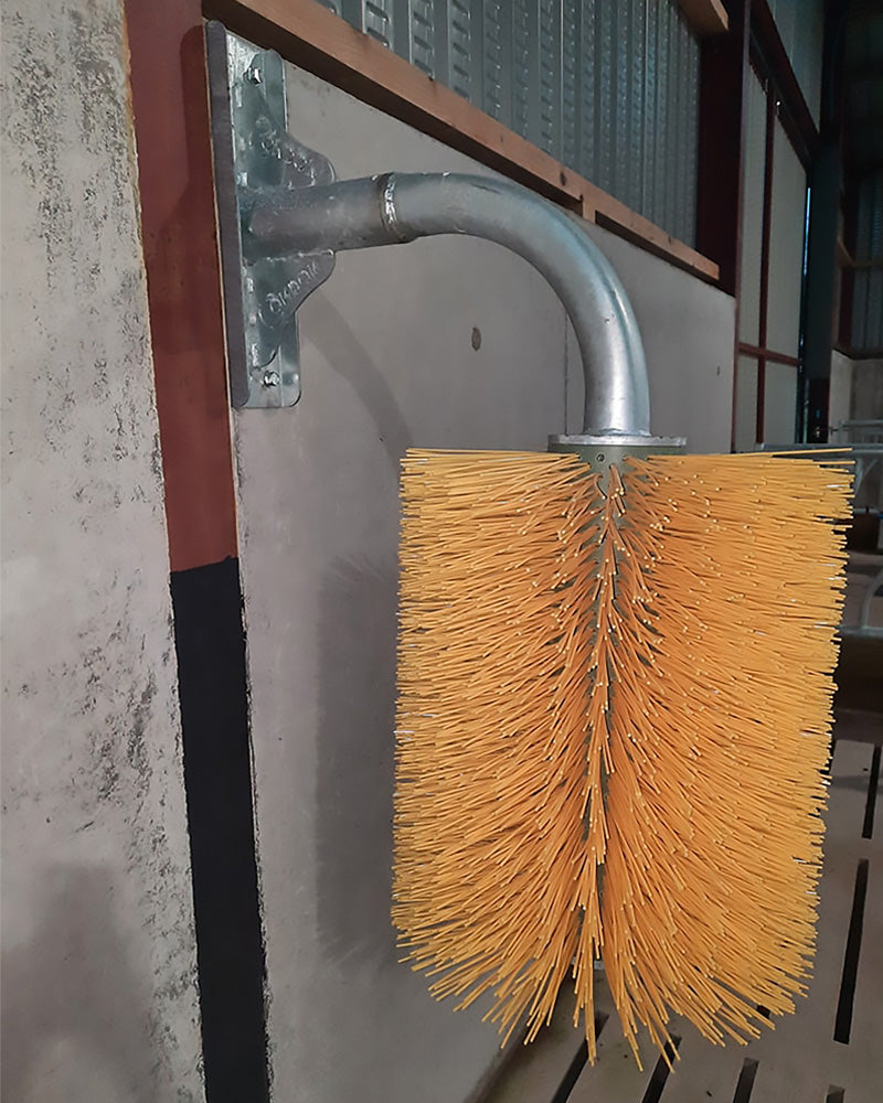 Ryktborste Condon