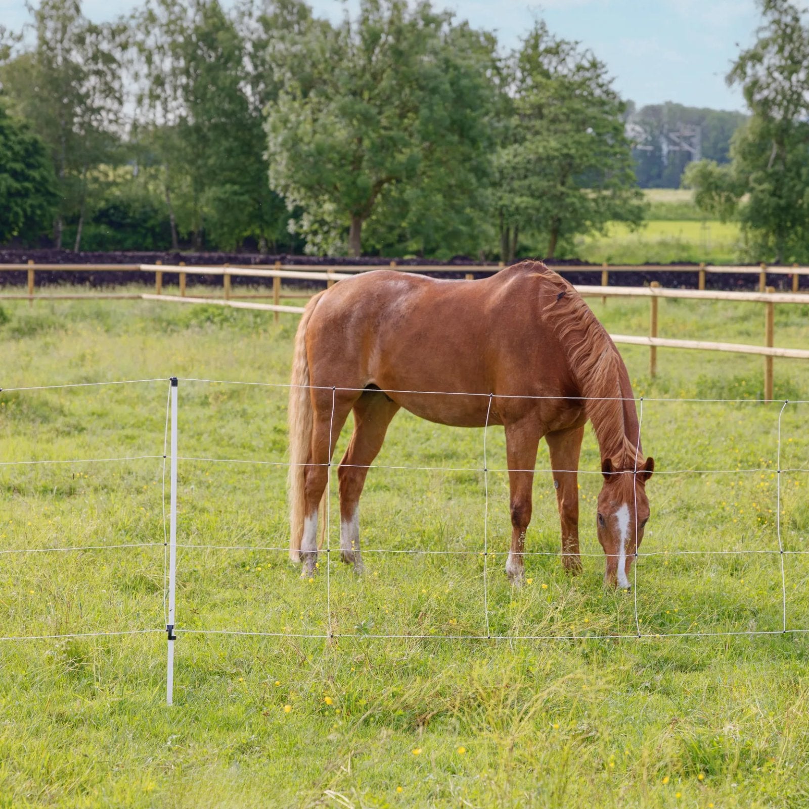 Sähköverkkohevosen kaksoiskärki 30m, 120 cm
