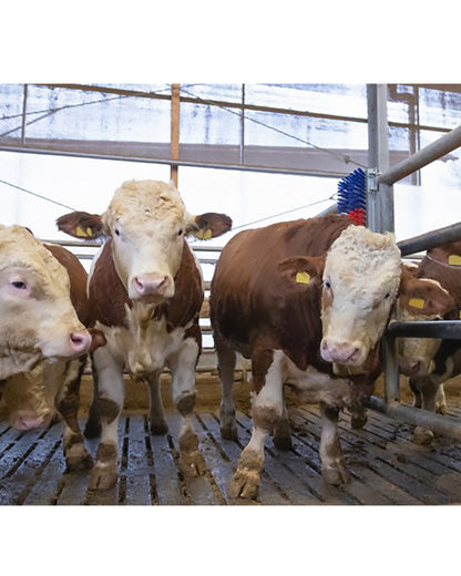 Ryktborste Happy Cow Bully