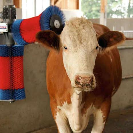 Huhusivellin Happy Cow Duo