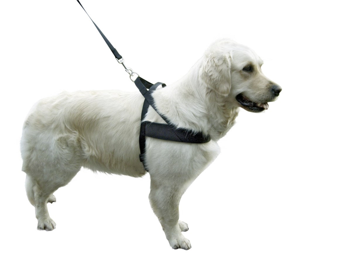Hundesele "Miami Plus"