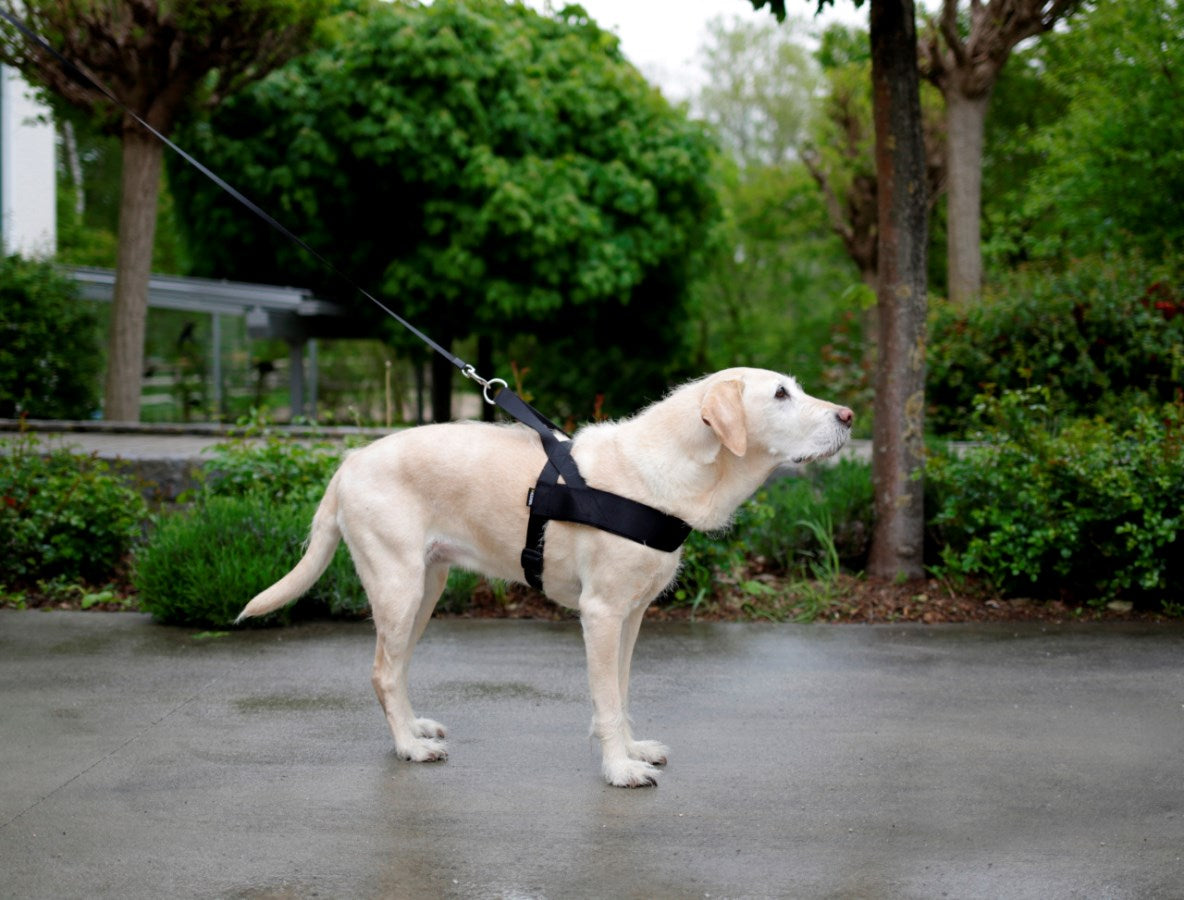 Hundesele "Miami Plus"