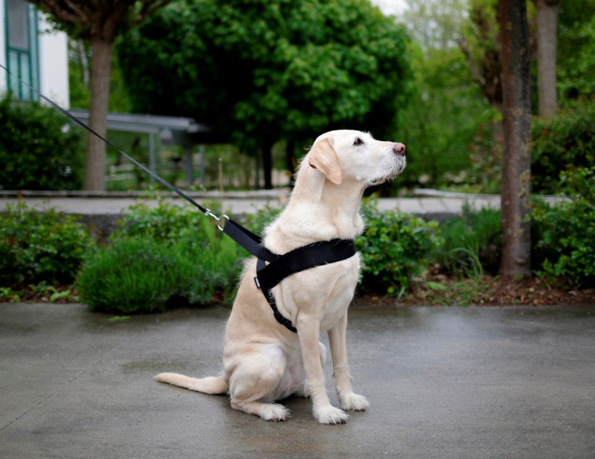 Hundesele "Miami Plus"