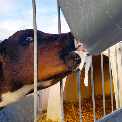 Milk Bar 1 Ezi Lock 8L - Napphink för kalv på utsidan av boxen
