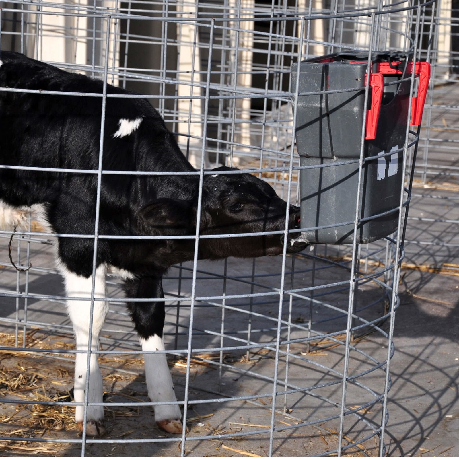 Milk Bar 1 Ezi Lock 8L - Napphink för kalv på insidan av boxen