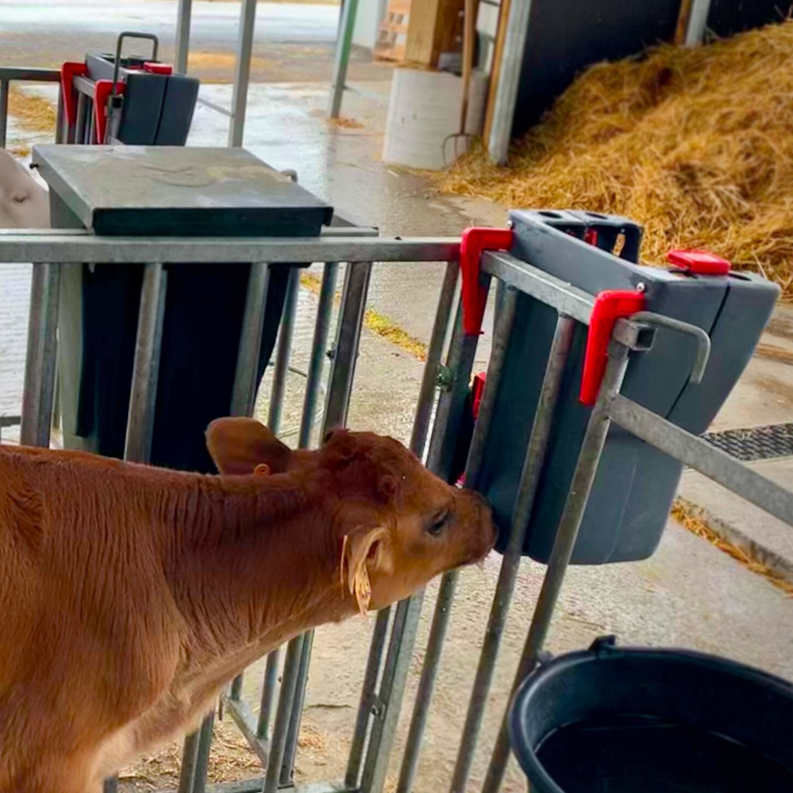 Milk Bar 1 Ezi Lock 8L - Napphink för kalv på utsidan av boxen