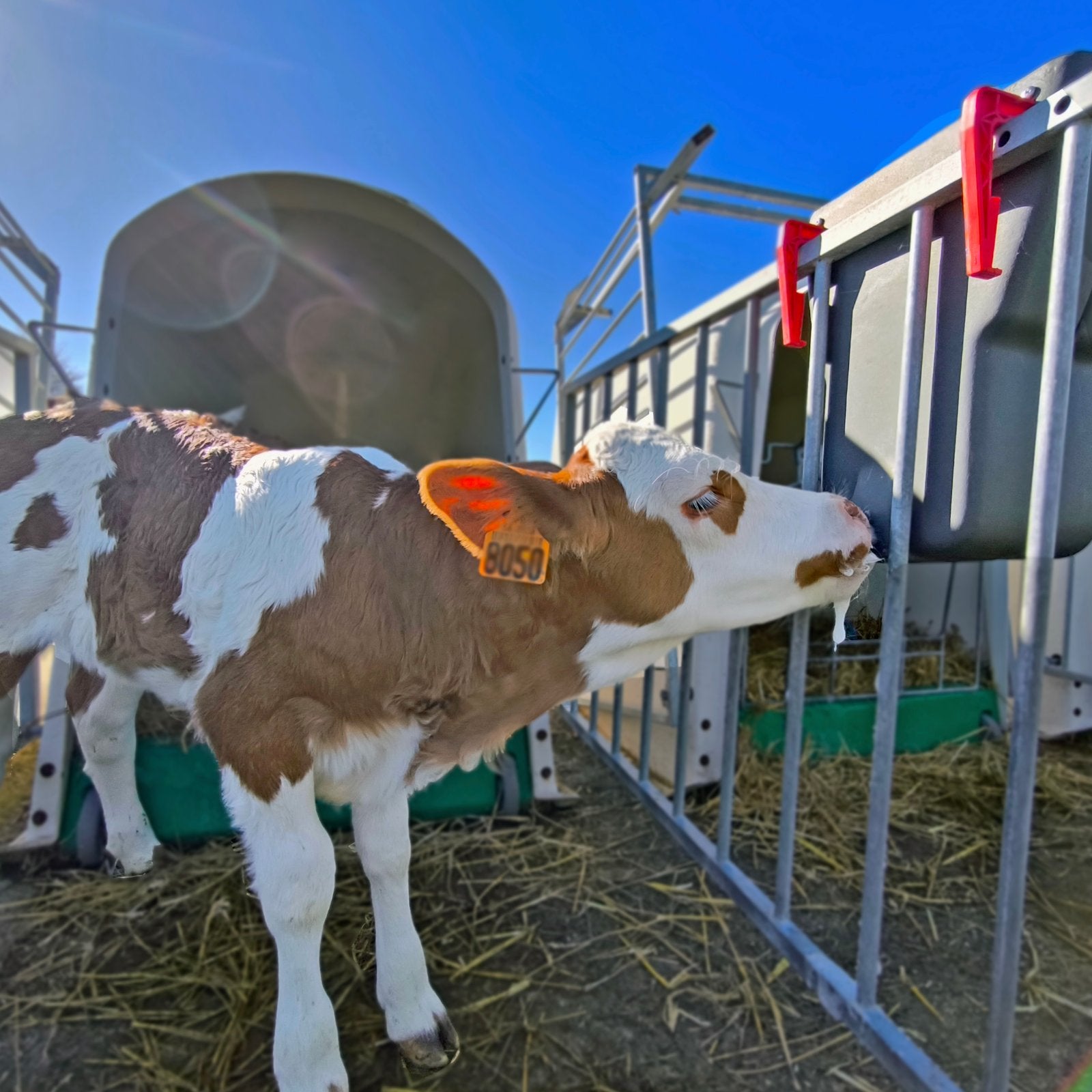 Milk Bar 1 Ezi Lock 8L - Napphink för kalv på utsidan av boxen