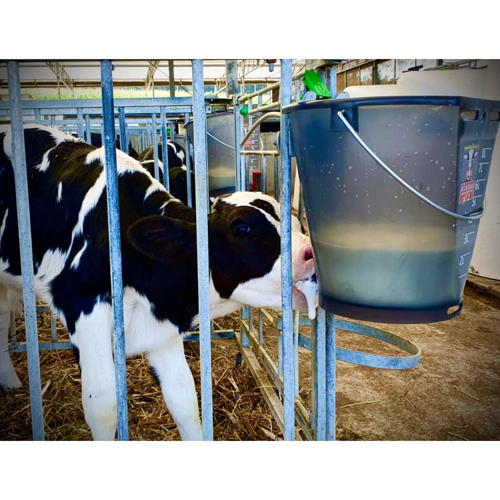 Milk Bar Eurobucket 8 l