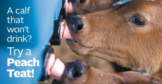 Kalvepatte Peach Patte