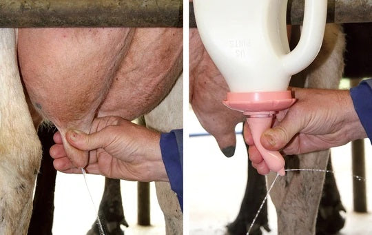 Kalvepatte Peach Patte