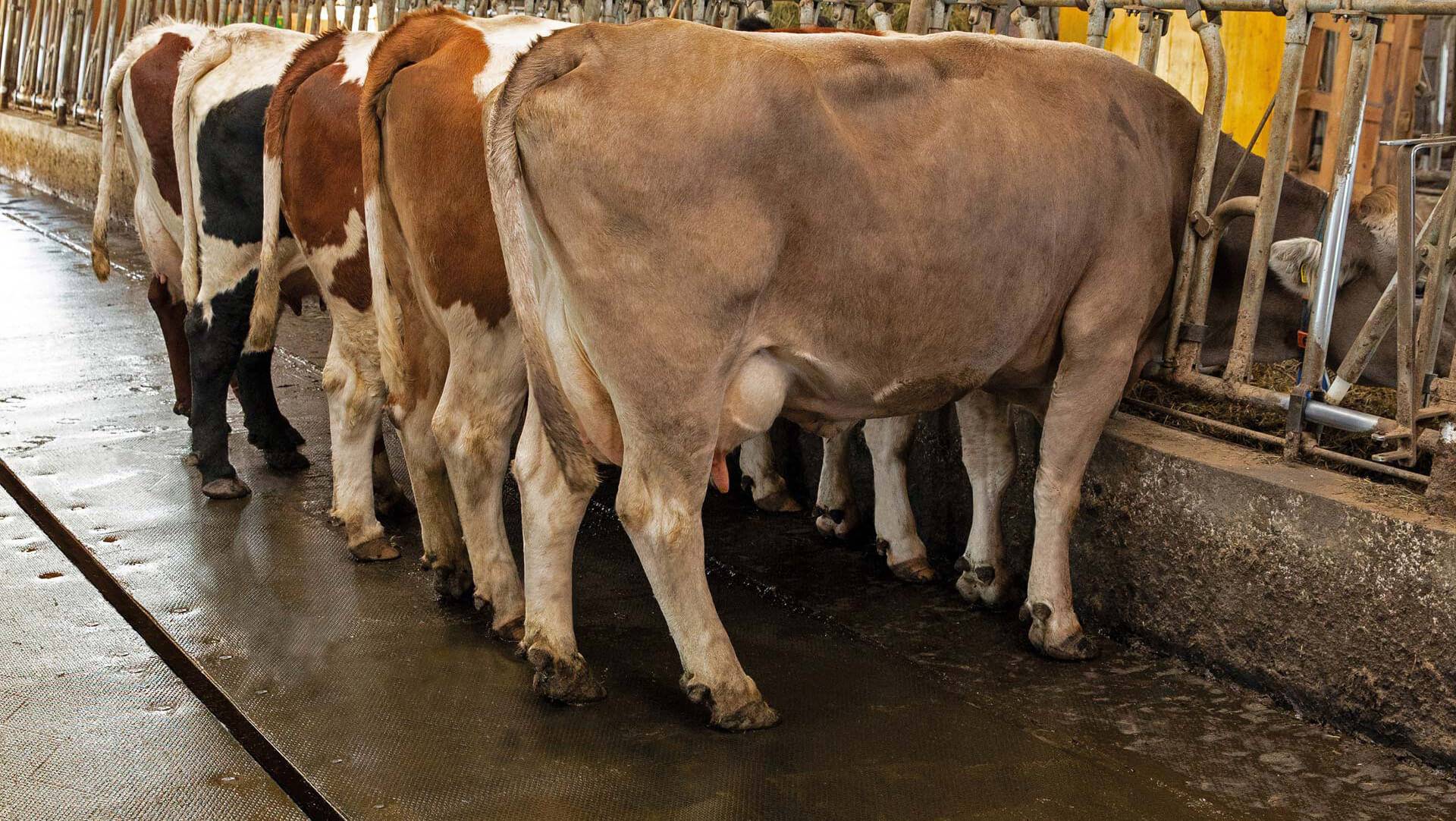 Kraiburg profiKURA P – Korundbelagd gångmatta 24 mm för stallgångar med gödselskrapa (bredd i 2 cm steg)