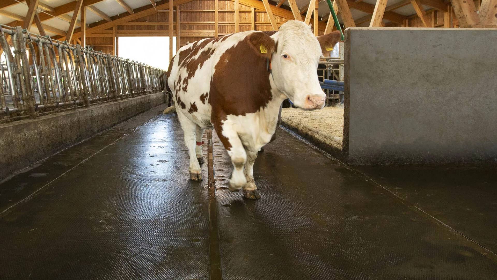 Kraiburg profiKURA P – Korundbelagd gångmatta 24 mm för stallgångar med gödselskrapa (bredd i 2 cm steg)