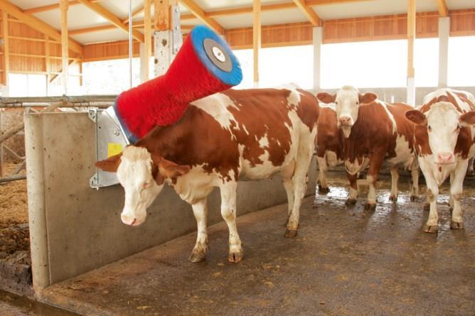 Huhuharja Happy Cow Uno