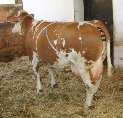 Sele livmoderframfall