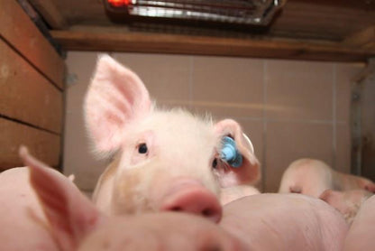 Lämpölamppu Sunny Boy