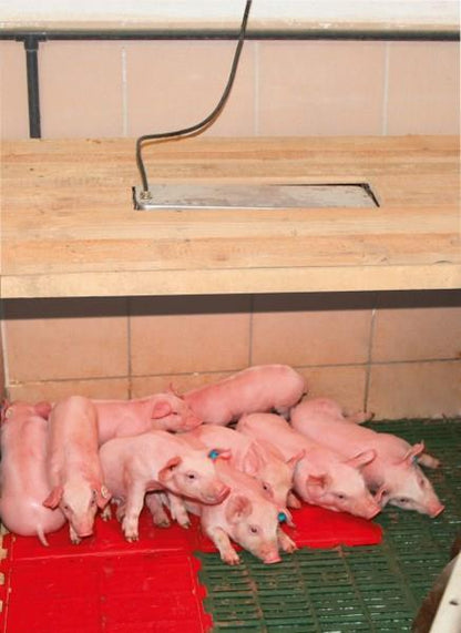 Lämpölamppu Sunny Boy