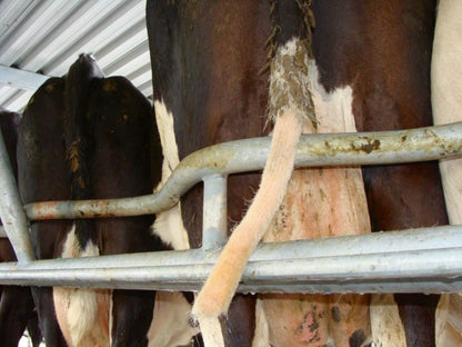 Halekutter Hale godt