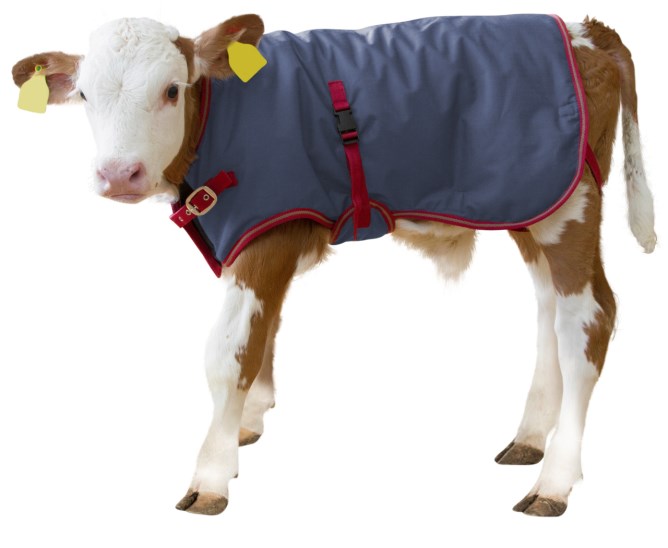 Kalvtäcke ThermoPlus