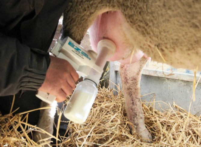 Lampaanmaitopumppu Täydellinen sarja
