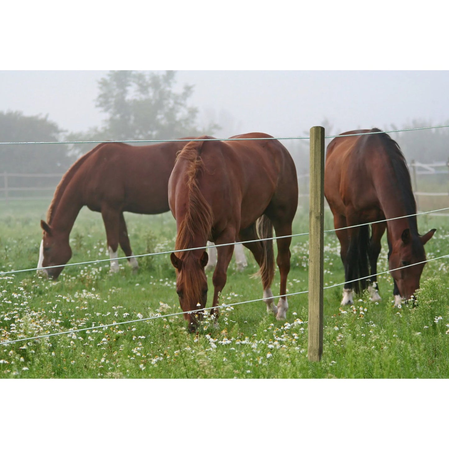 TopLine Horse Wire 6 mm - 200 m häststängsel med mjuk och säker yta