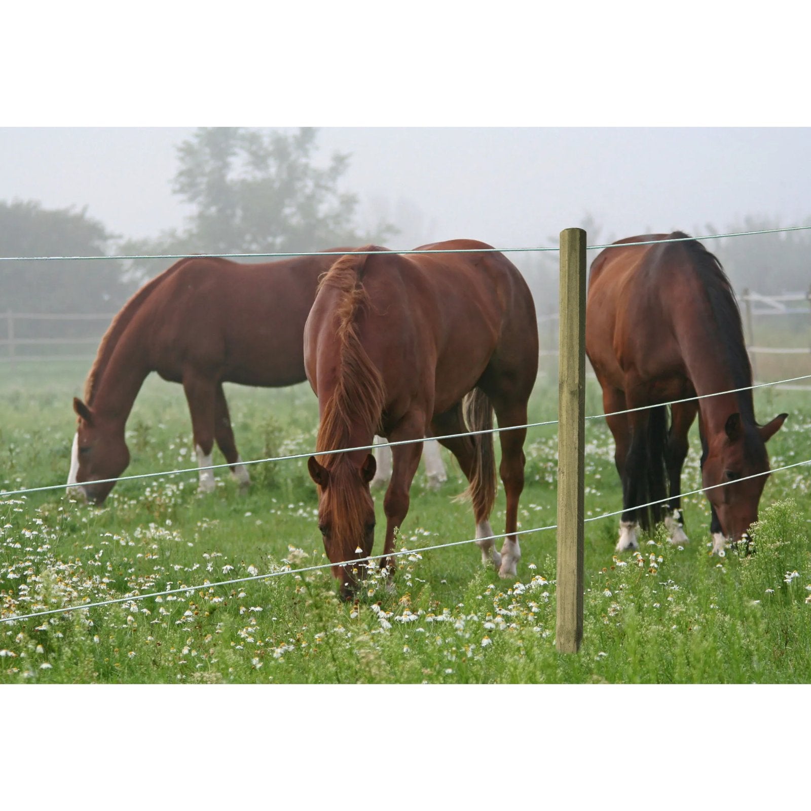 TopLine Horse Wire 6 mm - 200 m häststängsel med mjuk och säker yta