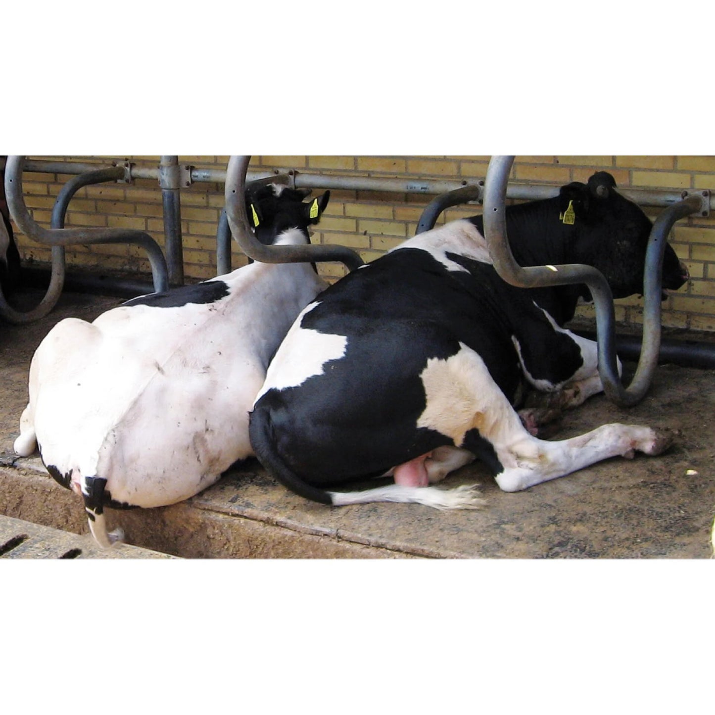 Kraiburg CALMA – Flexibel och robust liggmatta för kalvar och ungdjur (ca 3 cm)