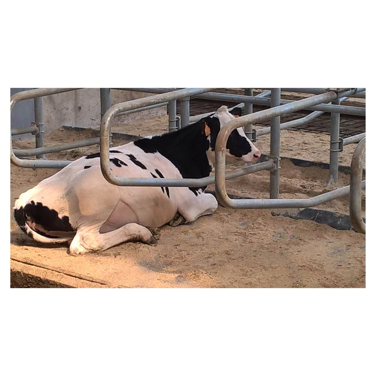 Kraiburg CALMA – Flexibel och robust liggmatta för kalvar och ungdjur (ca 3 cm)