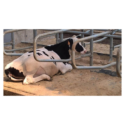 Kraiburg CALMA – Flexibel och robust liggmatta för kalvar och ungdjur (ca 3 cm)