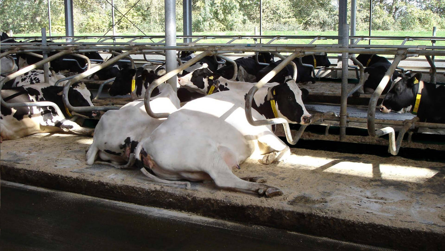 Kraiburg KIM – 3 cm robust och flexibel liggmatta med luftkuddeprofil