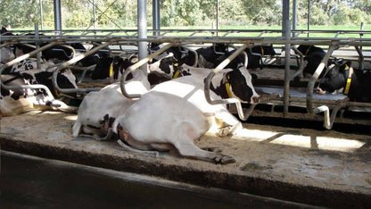 Kraiburg KIM – 3 cm robust och flexibel liggmatta med luftkuddeprofil