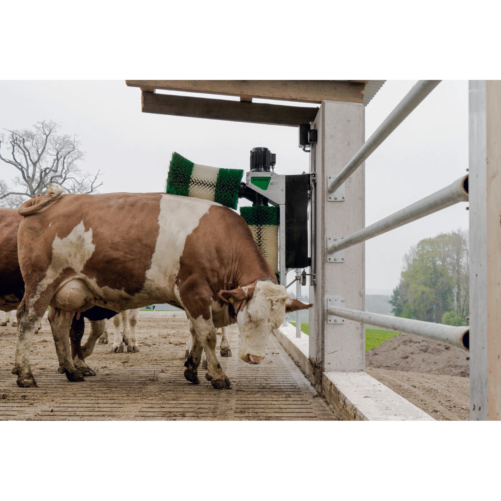SCHURR B00 Koborste – Robust ryktborste med 2 borstar